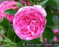 Peter Lambert (Rambler) Bild der Rose 'Peter Lambert' (Rambler)