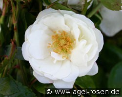 Purity (Rambler) Bild der Rose 'Purity' (Rambler)