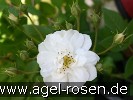 Bild der Rose 'Rambling Rector' (Rambler)