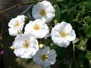 Rambling Rector (Rambler) Bild der Rose 'Rambling Rector' (Rambler)