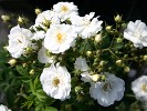 Rambling Rector (Rambler) Bild der Rose 'Rambling Rector' (Rambler)