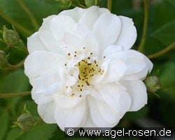 Rambling Rector (Rambler) Bild der Rose 'Rambling Rector' (Rambler)