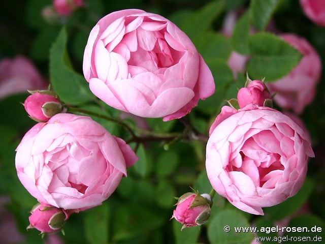Bild der Rose 'Raubritter' (Rambler)