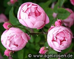Raubritter (Rambler) Bild der Rose 'Raubritter' (Rambler)