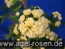 Bild der Rose 'Rosa banksiae Lutea' (Rambler)