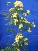 Rosa banksiae Lutea (Rambler) Bild der Rose 'Rosa banksiae Lutea' (Rambler)