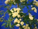 Rosa banksiae Lutea (Rambler) Bild der Rose 'Rosa banksiae Lutea' (Rambler)