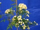 Rosa banksiae Lutea (Rambler) Bild der Rose 'Rosa banksiae Lutea' (Rambler)
