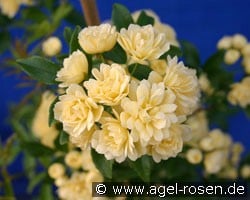 Rosa banksiae Lutea (Rambler) Bild der Rose 'Rosa banksiae Lutea' (Rambler)