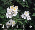 Bild der Rose 'Rosa helenae' (Rambler)