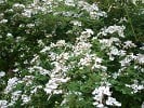 Rosa helenae (Rambler) Bild der Rose 'Rosa helenae' (Rambler)