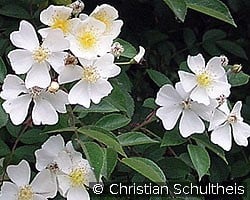 Rosa helenae (Rambler) Bild der Rose 'Rosa helenae' (Rambler)