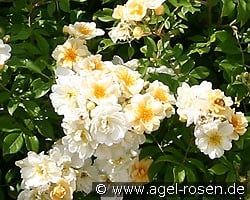 Goldfinch kaufen, click for more details Goldfinch