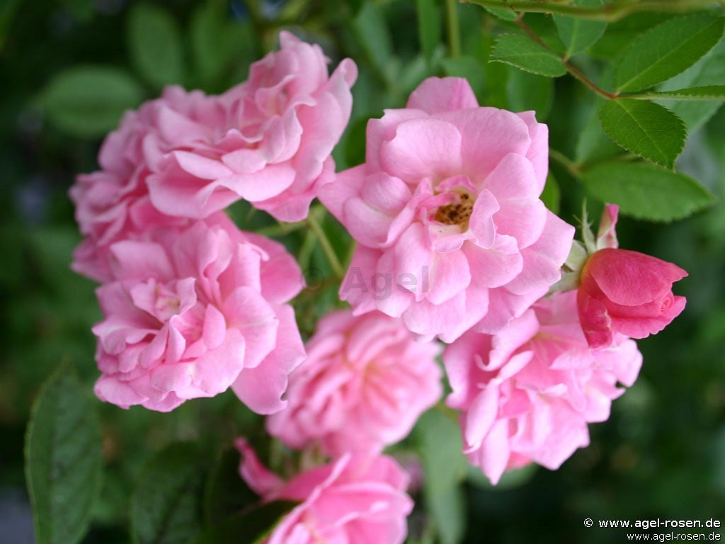 Bild der Rose 'Rosendorf Steinfurth' (Rambler)