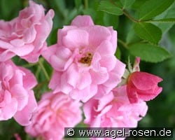 Rosendorf Steinfurth (Rambler) Bild der Rose 'Rosendorf Steinfurth' (Rambler)