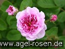 Bild der Rose 'Russeliana' (Rambler)