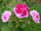 Russeliana (Rambler) Bild der Rose 'Russeliana' (Rambler)