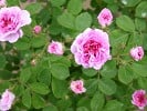 Russeliana (Rambler) Bild der Rose 'Russeliana' (Rambler)