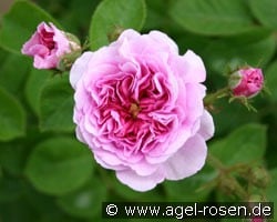 Russeliana (Rambler) Bild der Rose 'Russeliana' (Rambler)
