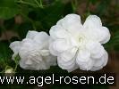 Bild der Rose 'Sander's White Rambler' (Rambler)