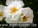 Bild der Rose 'Sander's White Rambler' (Rambler)