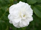 Sander's White Rambler (Rambler) Bild der Rose 'Sander's White Rambler' (Rambler)