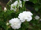 Sander's White Rambler (Rambler) Bild der Rose 'Sander's White Rambler' (Rambler)