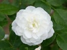 Sander's White Rambler (Rambler) Bild der Rose 'Sander's White Rambler' (Rambler)