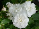 Sander's White Rambler (Rambler) Bild der Rose 'Sander's White Rambler' (Rambler)