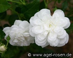 Sander's White Rambler (Rambler) Bild der Rose 'Sander's White Rambler' (Rambler)