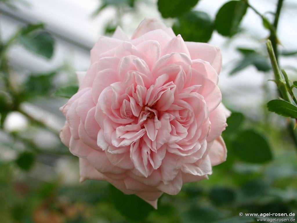 Bild der Rose 'Schultheis-Rose Millenium' (Rambler)