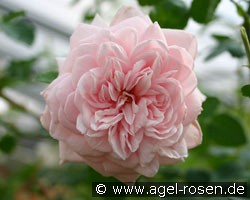 Schultheis-Rose Millenium (Rambler) Bild der Rose 'Schultheis-Rose Millenium' (Rambler)