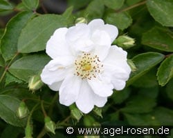 Seagull (Rambler) Bild der Rose 'Seagull' (Rambler)