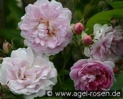 Seven Sister's Rose (Rambler) Bild der Rose 'Seven Sister's Rose' (Rambler)