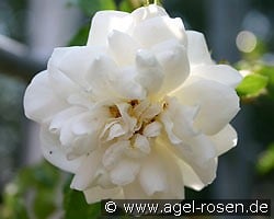Snowflake (Rambler) Bild der Rose 'Snowflake' (Rambler)