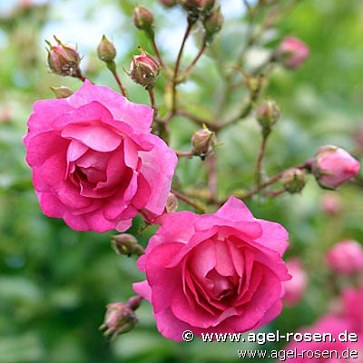 Bild der Rose 'Super Dorothy' (Rambler)