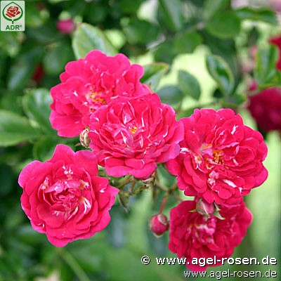 Bild der Rose 'Super Excelsa' (Rambler)