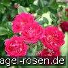 Bild der Rose 'Super Excelsa' (Rambler)