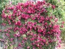 Super Excelsa (Rambler) Bild der Rose 'Super Excelsa' (Rambler)