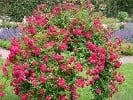 Super Excelsa (Rambler) Bild der Rose 'Super Excelsa' (Rambler)