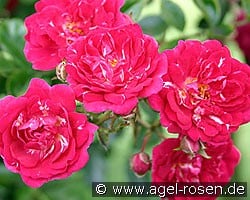 Super Excelsa (Rambler) Bild der Rose 'Super Excelsa' (Rambler)