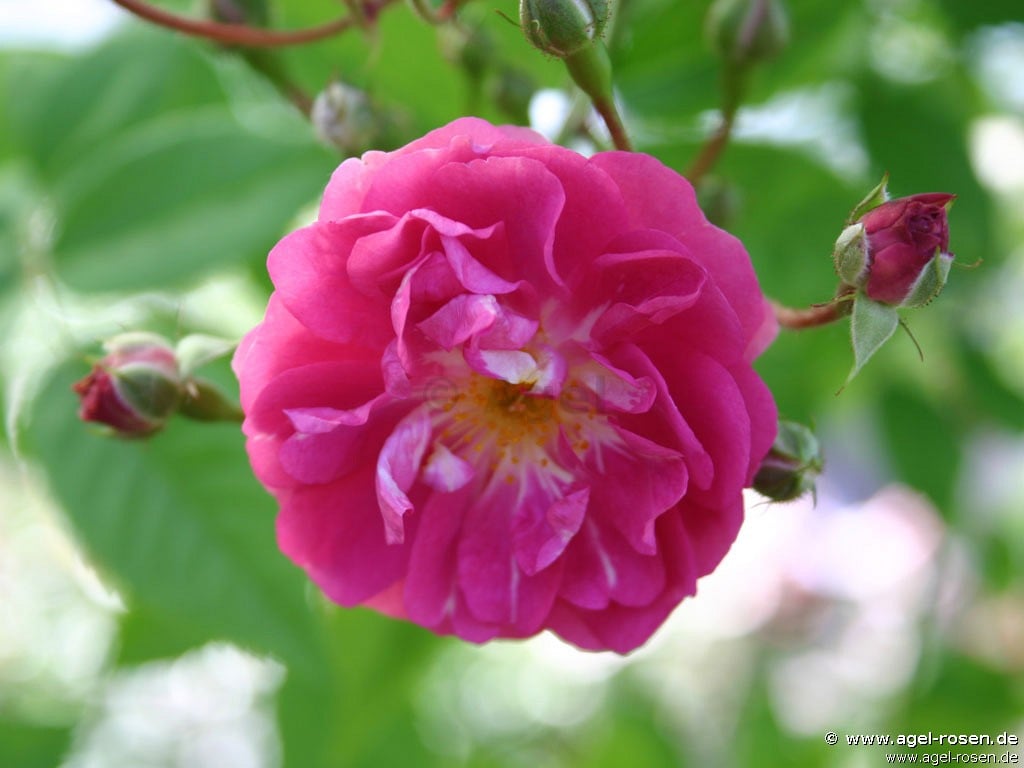 Bild der Rose 'Taunusblümchen' (Rambler)