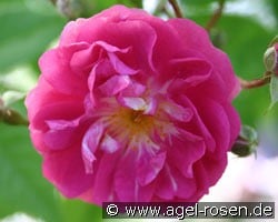 Taunusblümchen (Rambler) Bild der Rose 'Taunusblümchen' (Rambler)