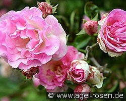 Tausendschön (Rambler) Bild der Rose 'Tausendschön' (Rambler)