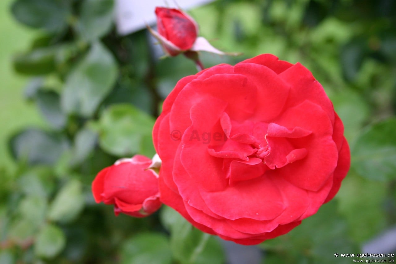 Picture of the rose 'Trompeter von Säckingen' (Rambler)