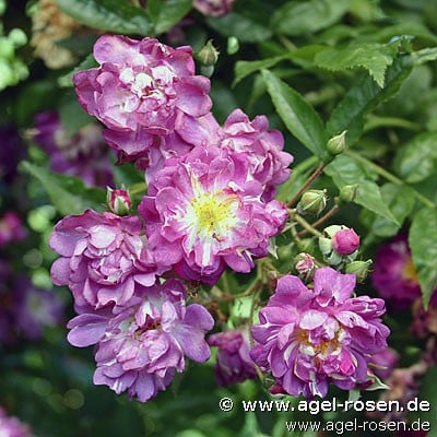 Picture of the rose 'Veilchenblau' (Rambler)