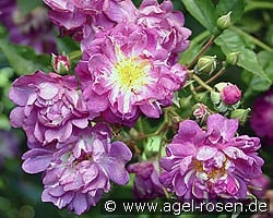 Veilchenblau (Rambler) Bild der Rose 'Veilchenblau' (Rambler)
