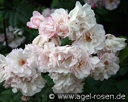 Venusta Pendula (Rambler) Bild der Rose 'Venusta Pendula' (Rambler)