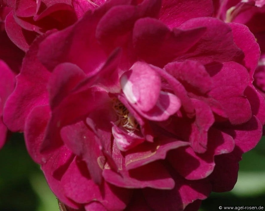 Violette (Rambler) Bild der Rose 'Violette' (Rambler)
