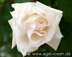 Weiße New Dawn (Rambler) Bild der Rose 'Weiße New Dawn' (Rambler)